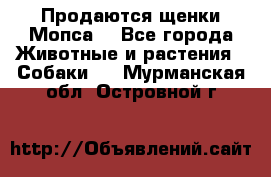 Продаются щенки Мопса. - Все города Животные и растения » Собаки   . Мурманская обл.,Островной г.